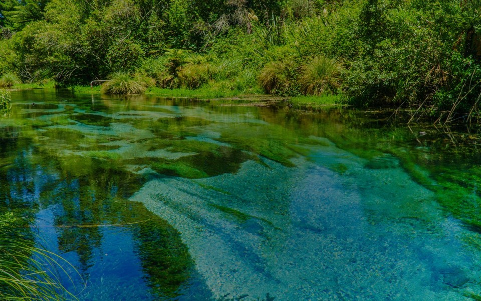 Algae in a river